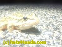 /home//u458753944/public_html/sourcegallery///////Roxborough Toad Detour/2025/2025-03-05/P3051619.JPG